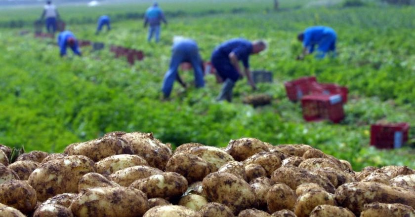 Impact du Covid-19 sur le secteur agricole