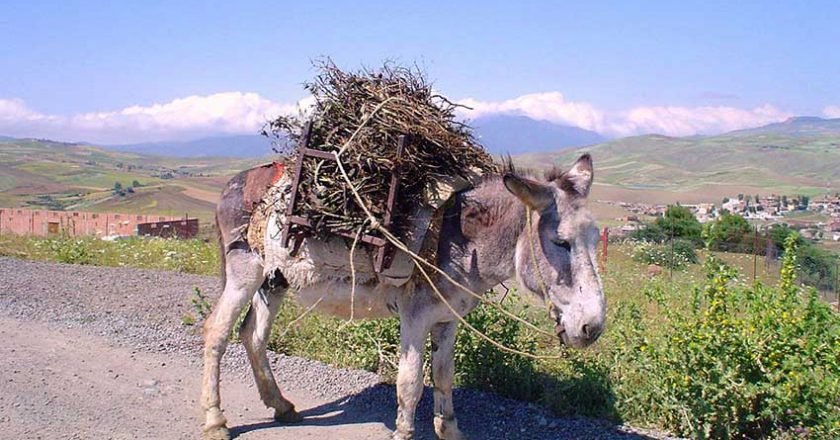 Le gentil âne et le paysan avare