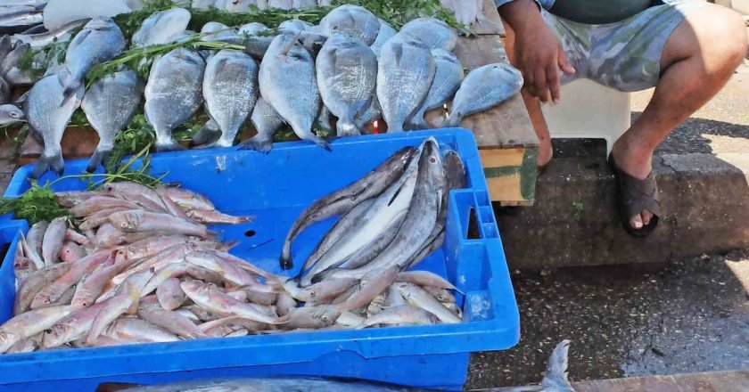 Vente de poissons frais à Chlef : Dans la poussière et la puanteur de la Cité