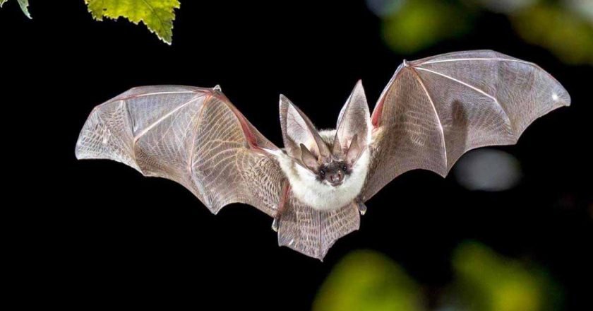 La chauve-souris, une légende qui s’impose comme une réalité