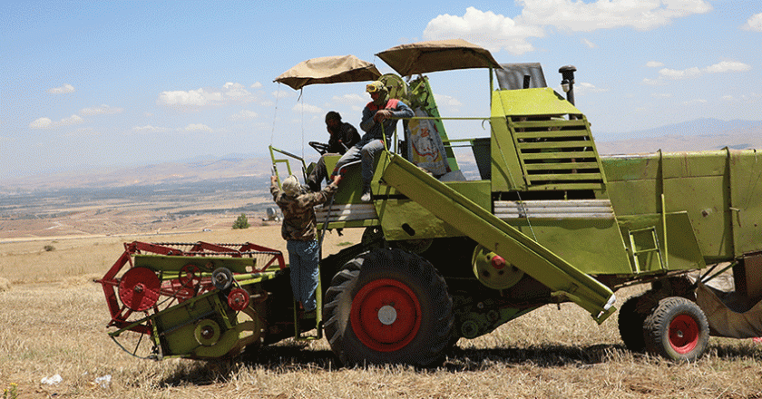 Activités agricoles dans les monts du Dahra : Le col blanc et le jeune agriculteur