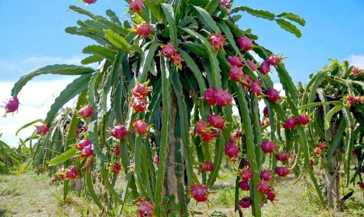 Skikda : le pitaya bientôt dans les corbeilles à dessert