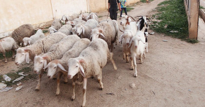 Il était une fois la tonte des moutons