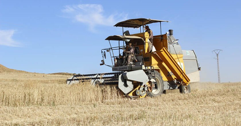 Céréales et sécurité alimentaire : une évidence algérienne