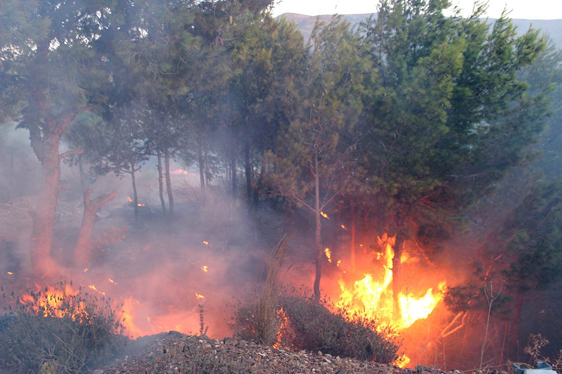 Incendie criminel déclenché le 25 août 2016 près de Sidi Abderrahmane (Chlef)