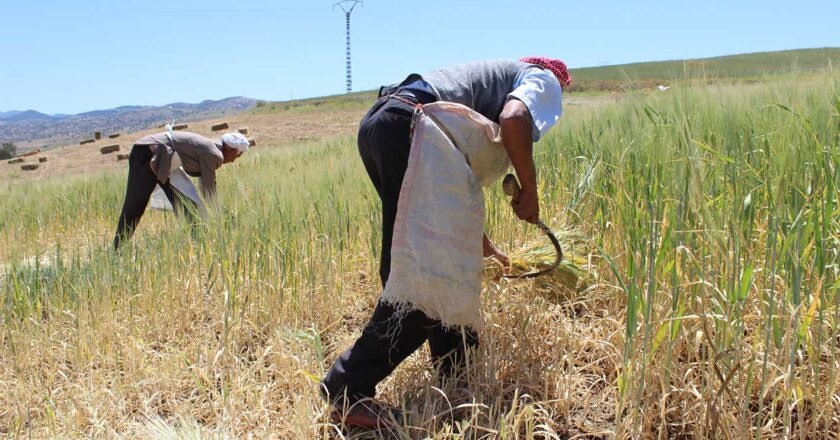Activités agricoles à Ouled Ben Abdelkader : les céréales… et aussi l’élevage