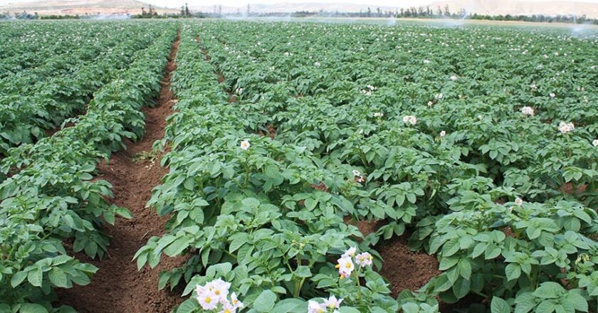 <strong>Produits agricoles algériens&nbsp;: la nécessaire certification</strong>