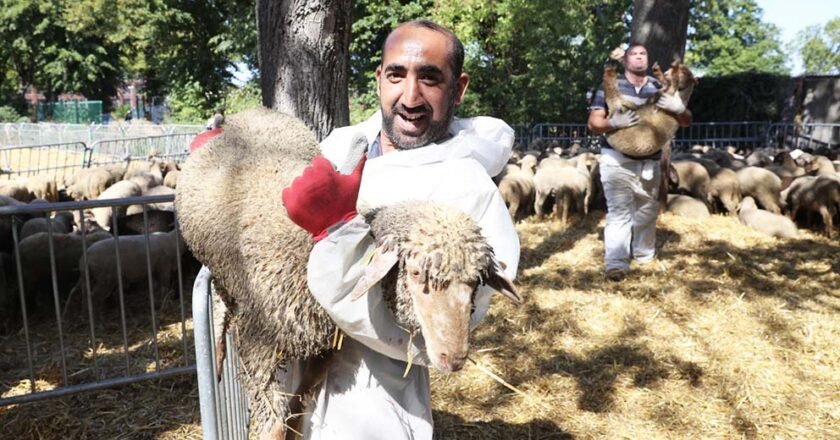 Aïd El Kébir : Des consignes à respecter lors du sacrifice du mouton