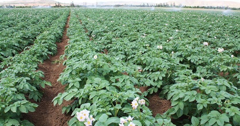 Ain Defla: plus de 2 mns de qx de pomme de terre récoltés la saison en cours