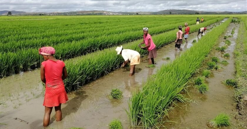FAO : Les prix mondiaux des produits alimentaires en hausse en août